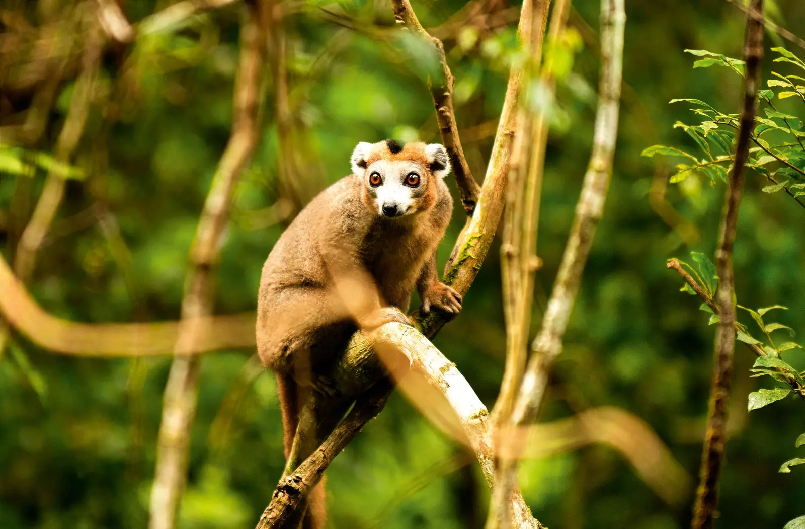 korunovaný lemur