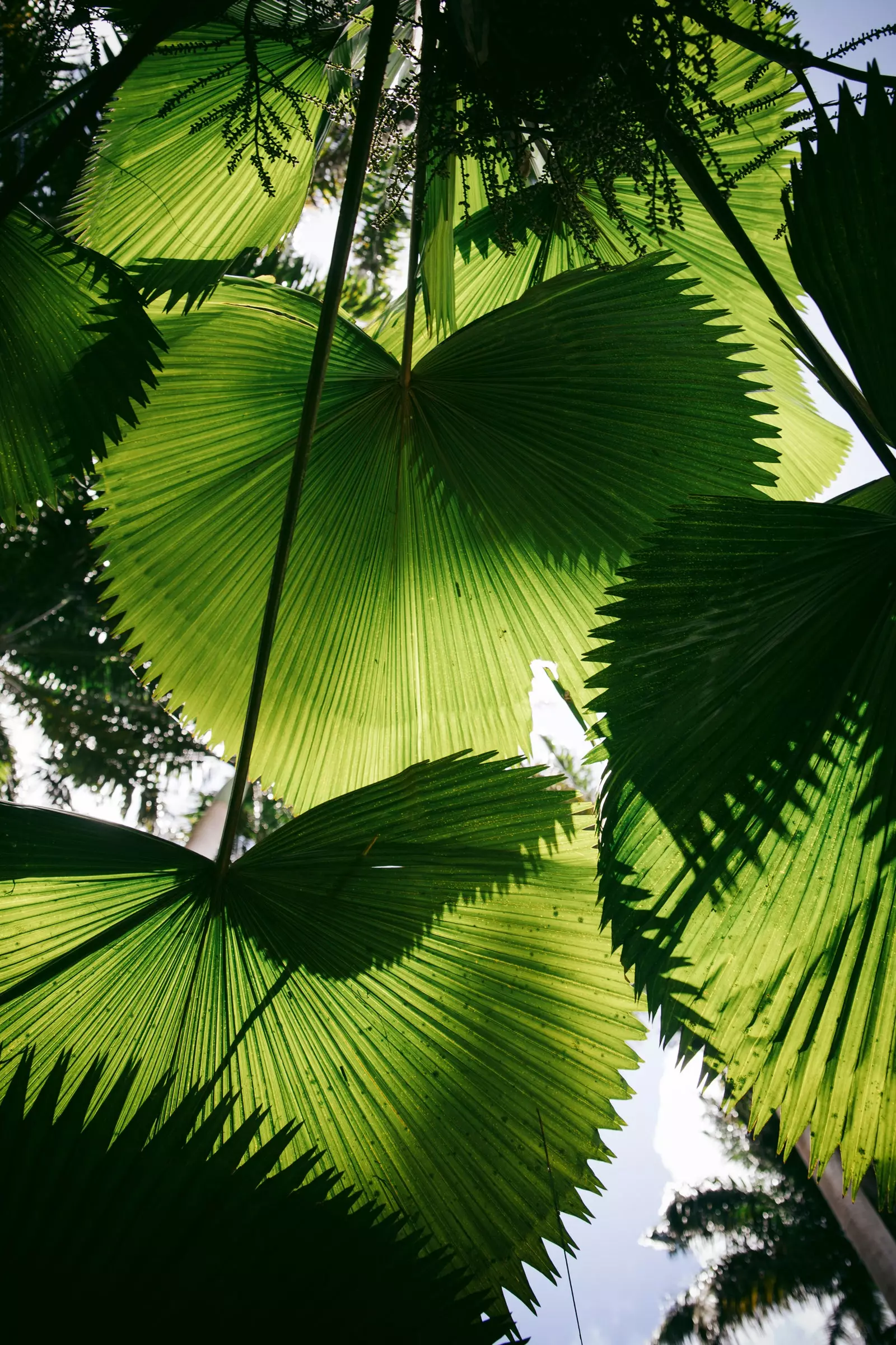 Folhas de palmeira com céu azul ao fundo