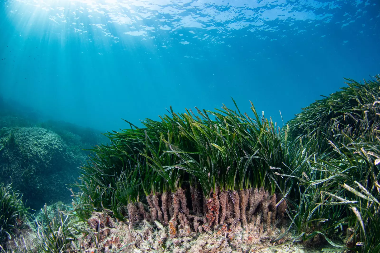 Posidonia ni mapafu ya Mediterania