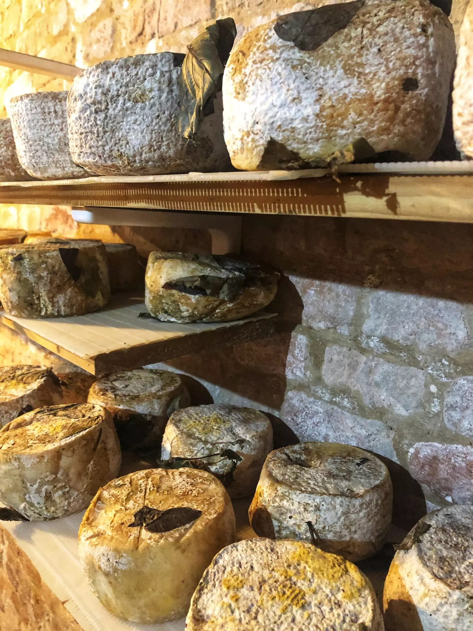 Pecorino ostar í hellinum Le Affinità Gustative Mondavio.