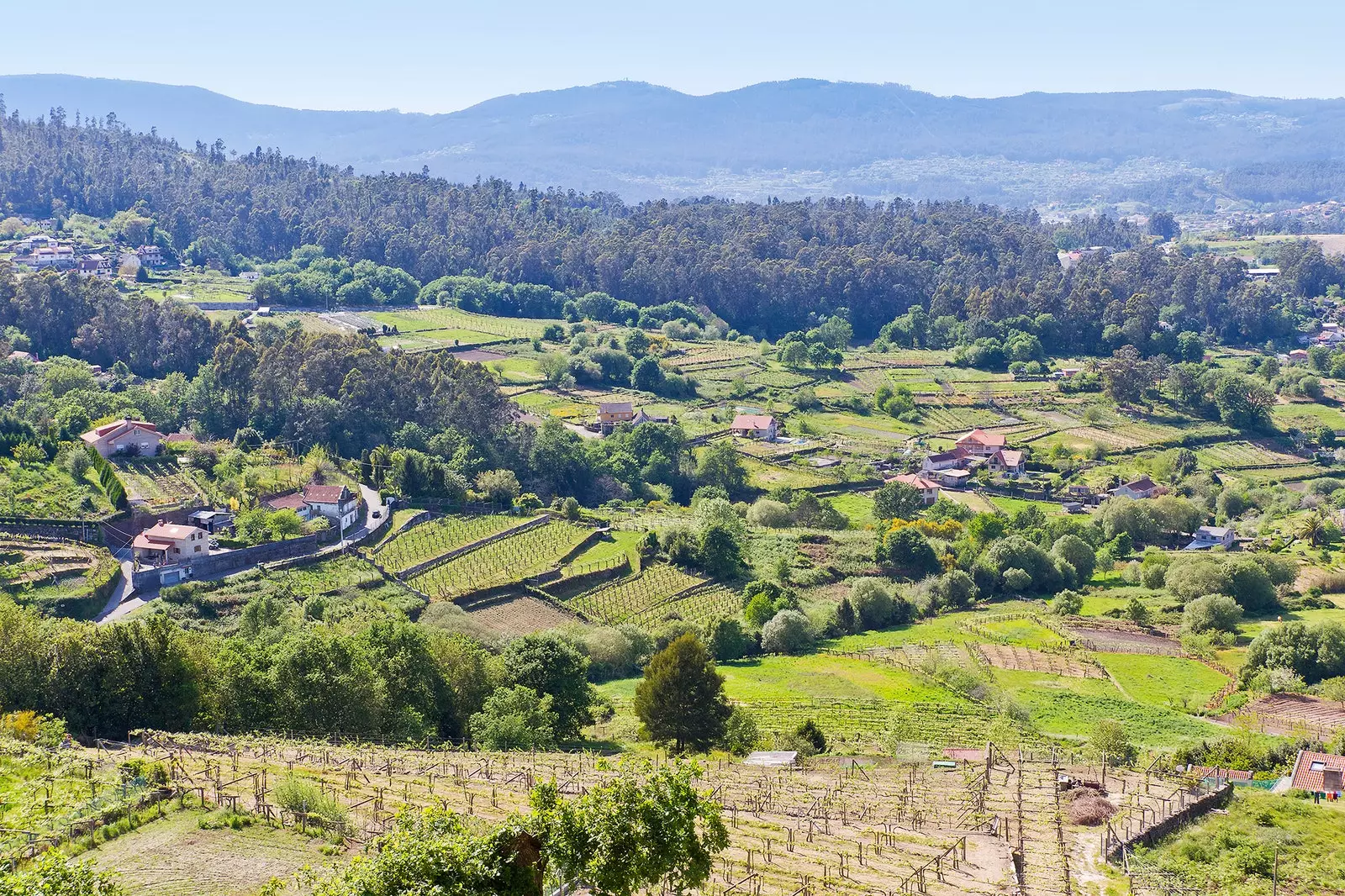 Weinlandschaft von der Burg von Soutomaior