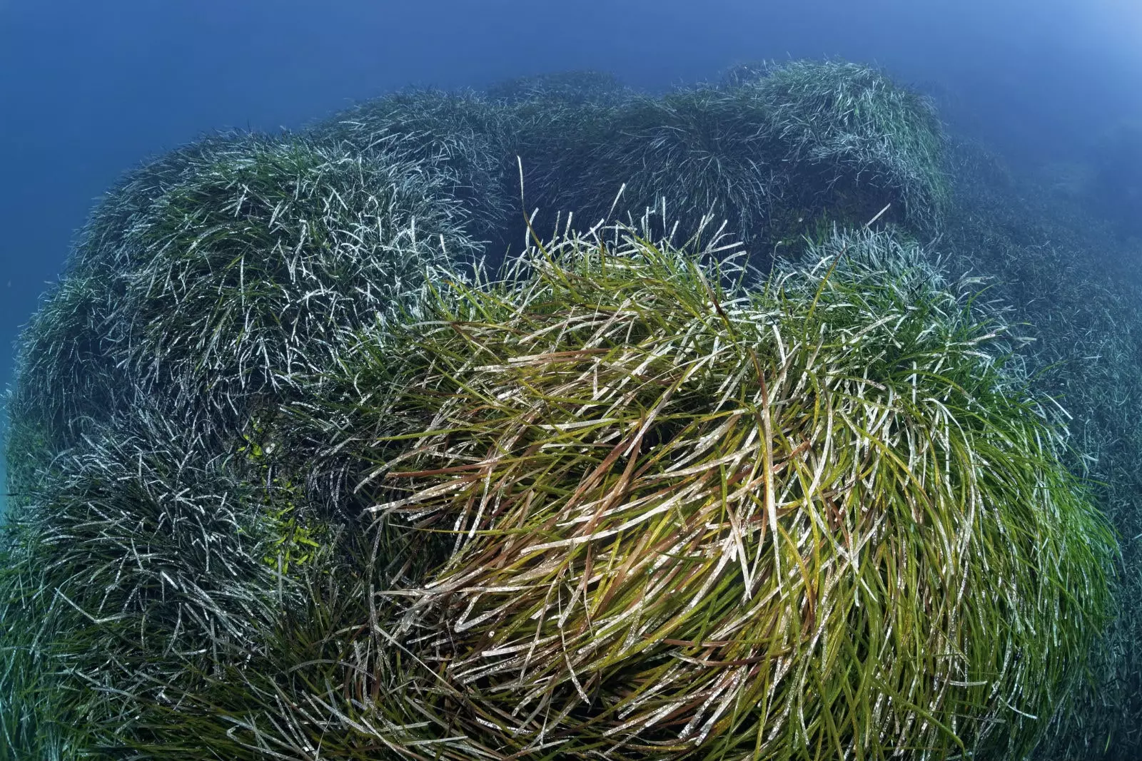 Posidonia on elintärkeä Välimerellemme.