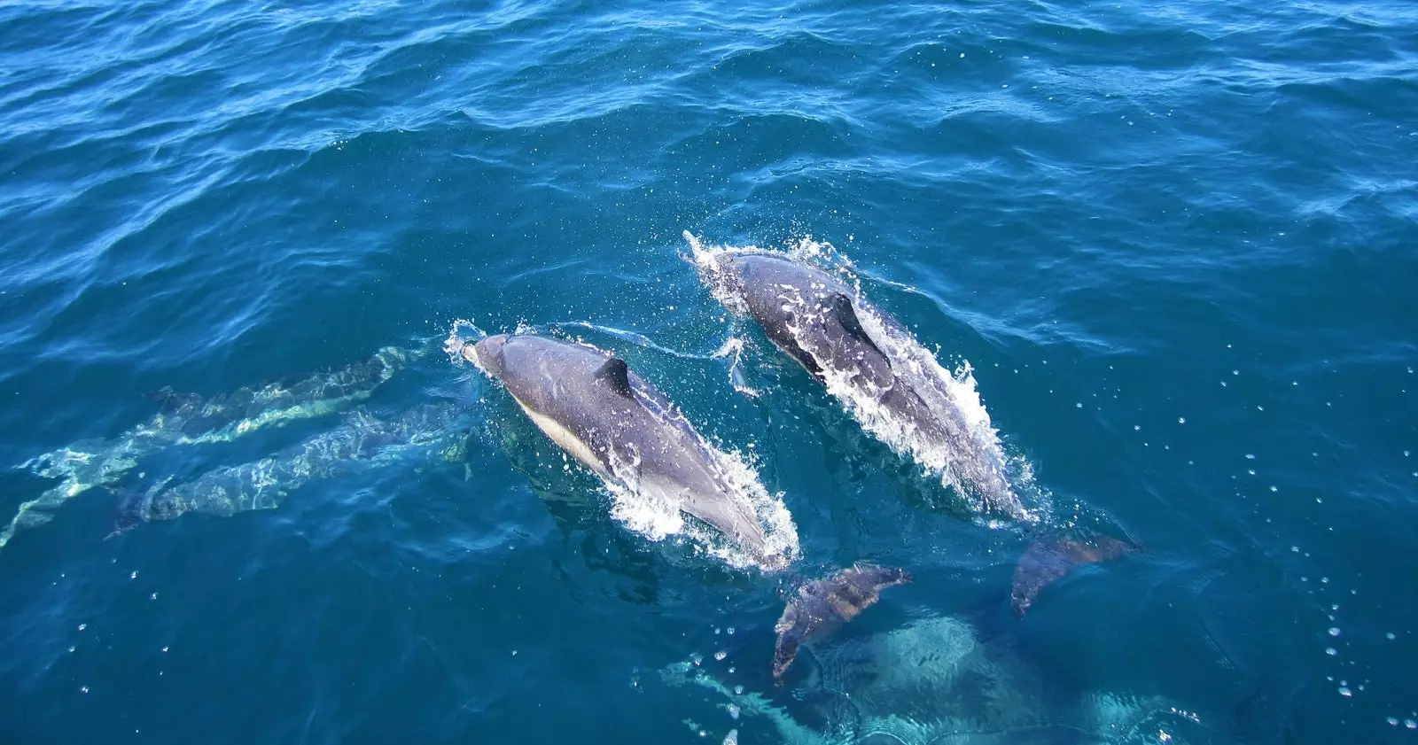 Os golfinhos estão em perigo de extinção.