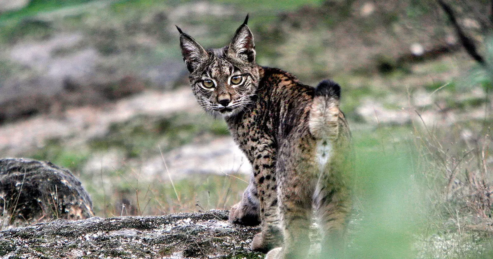 Iberian lynx