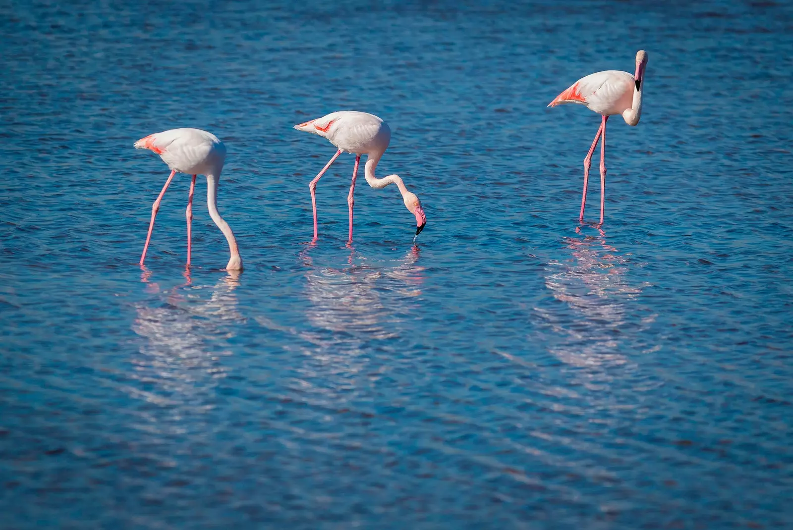 Flamingi Calblanque Murcja