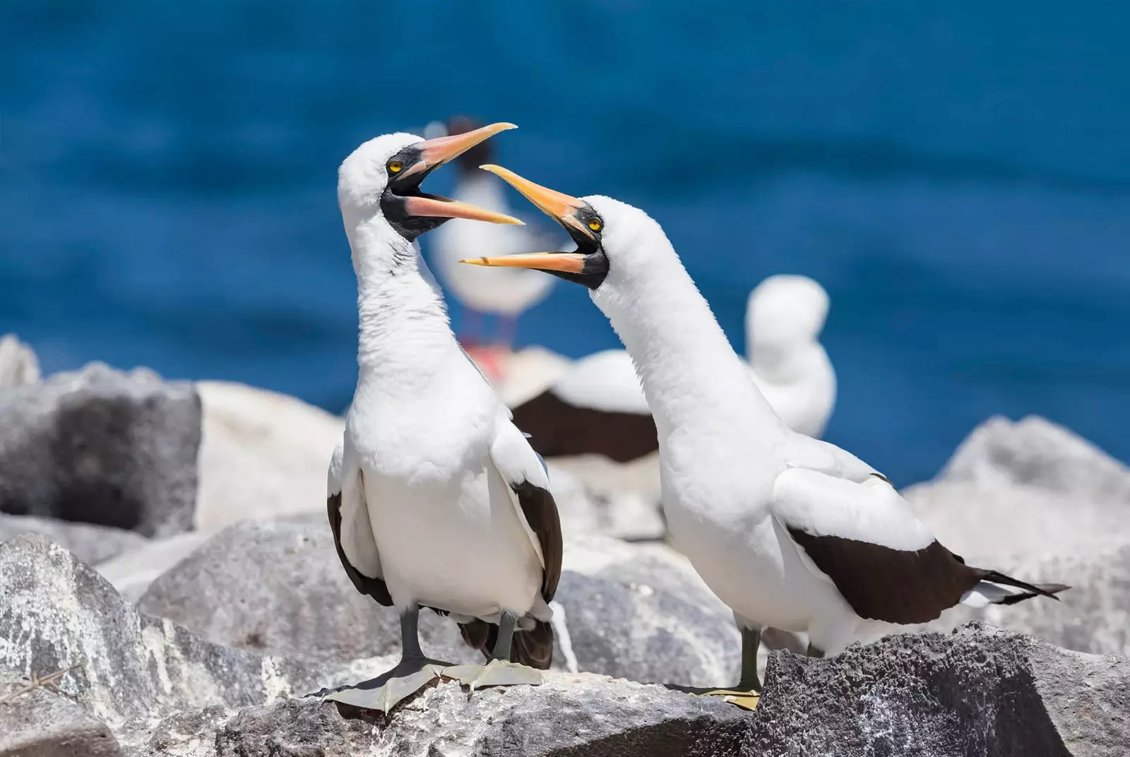 İki Nazca boobies