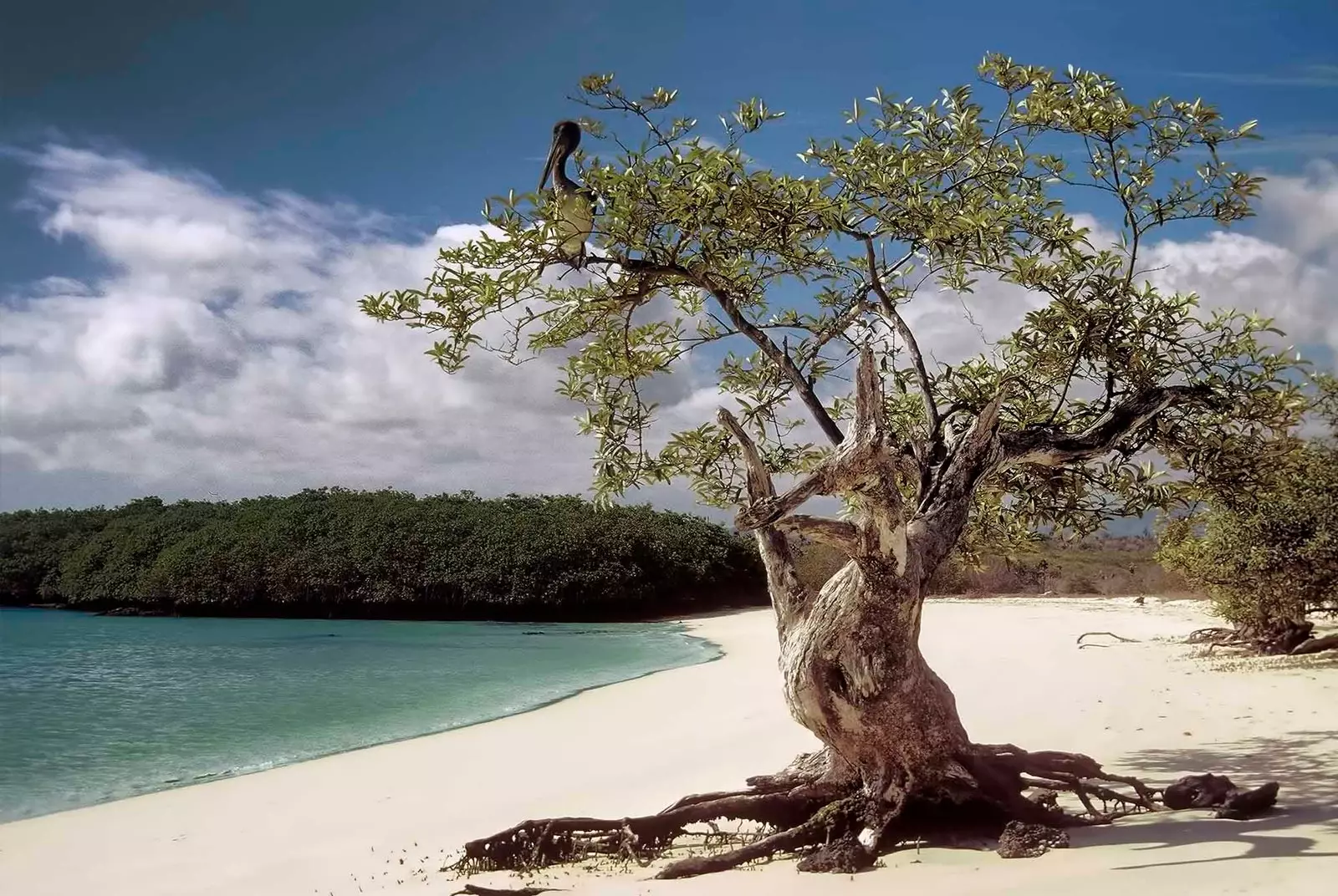 Um pelicano na ilha de Santa Cruz