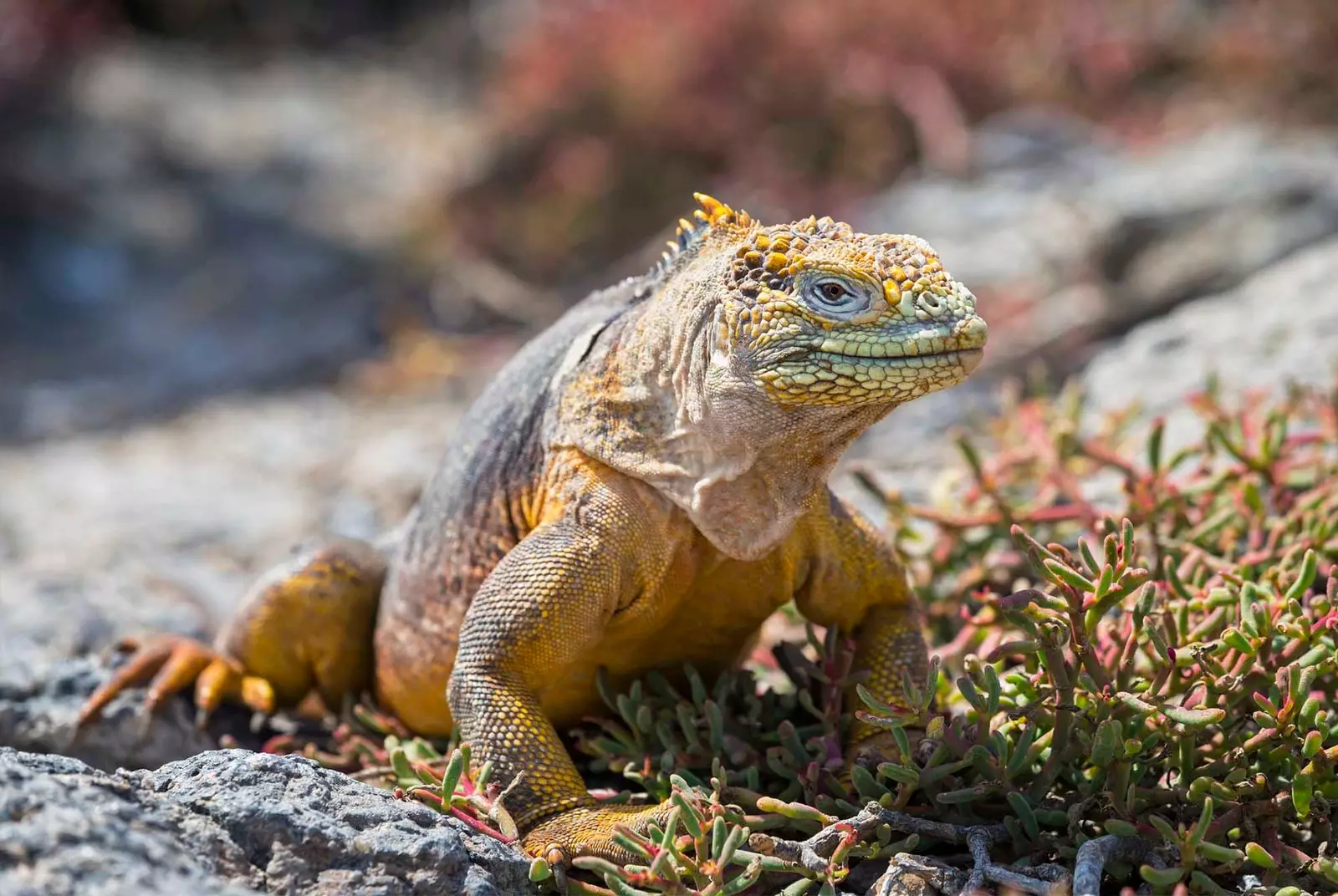 La iguana terrestre de Santa Fe