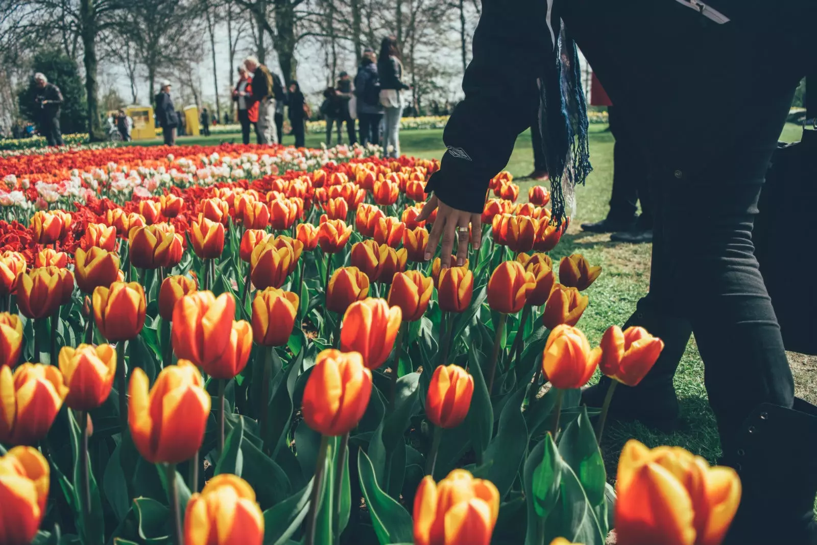 Jar a tulipány v Amsterdame.