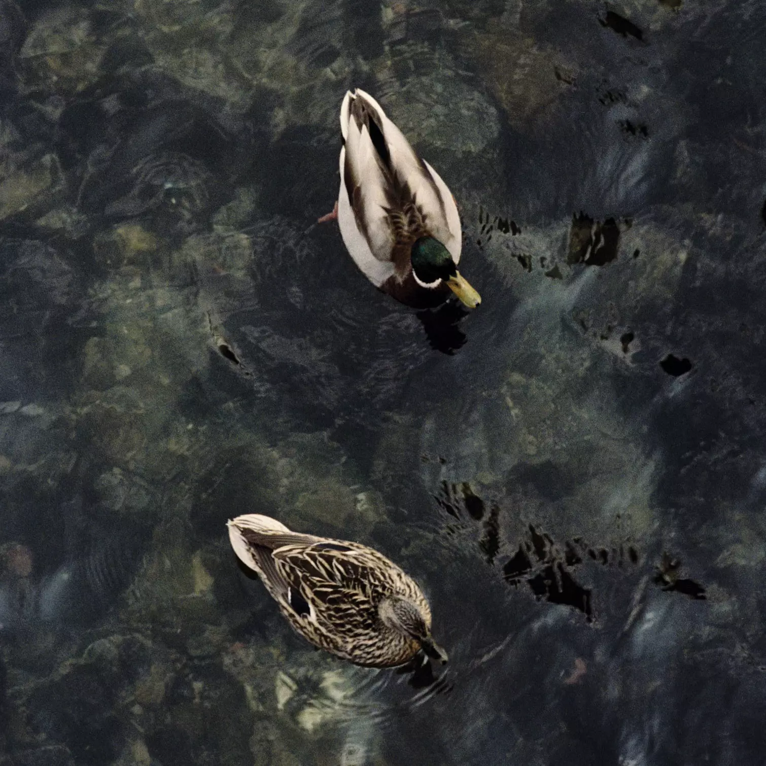 E Paar Enten inauguréiert Fréijoer am Lago di Como.