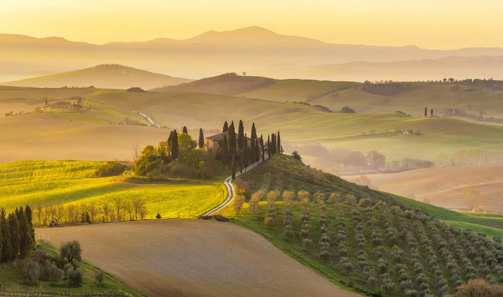 In Italia non ci sono abbastanza ulivi per tanto olio d'oliva.