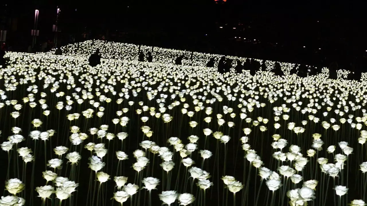 A garden of 27,000 white roses will light up London this December