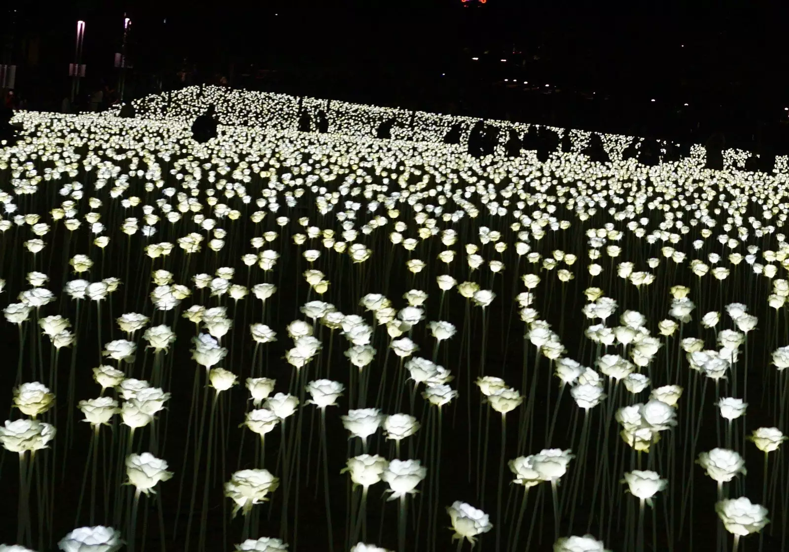 Lys Rose Garden