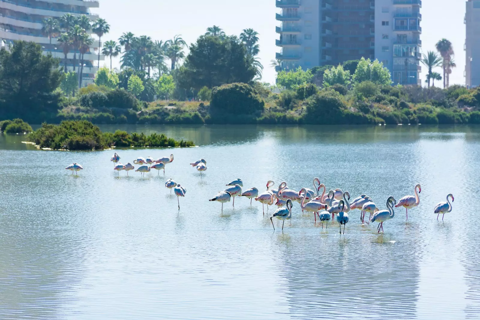 Calpe ၏ဆားအိမ်များတွင် Flamingos