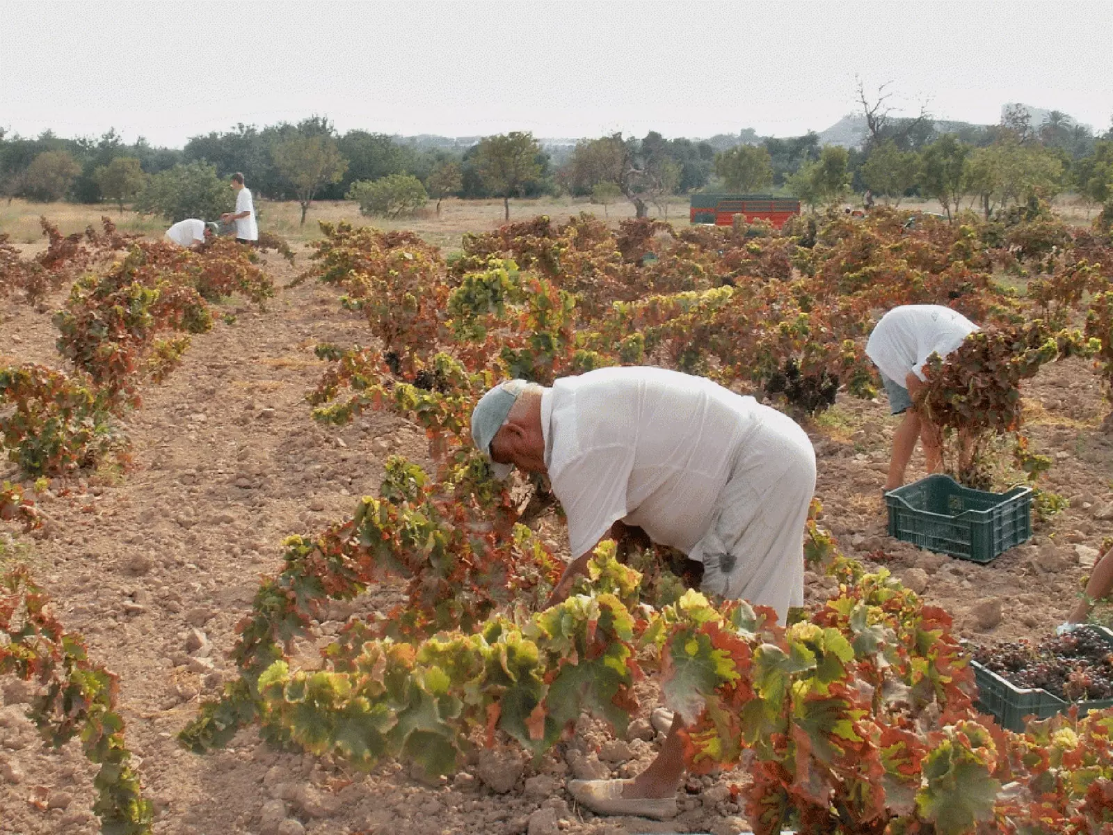 Finca Morote Sant Joan d'Alacant