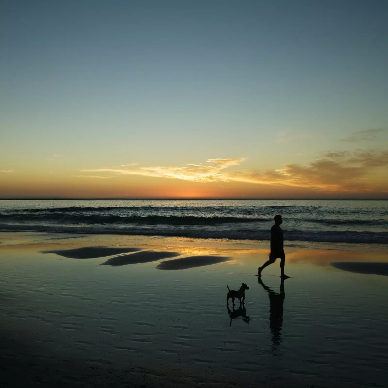 La felicità è che questi cani si divertono sulla spiaggia