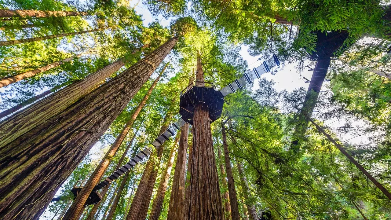 Redwood Sky Walk: Kalifornijas jaunākais (un garākais) celiņš cauri sarkanajiem mežiem