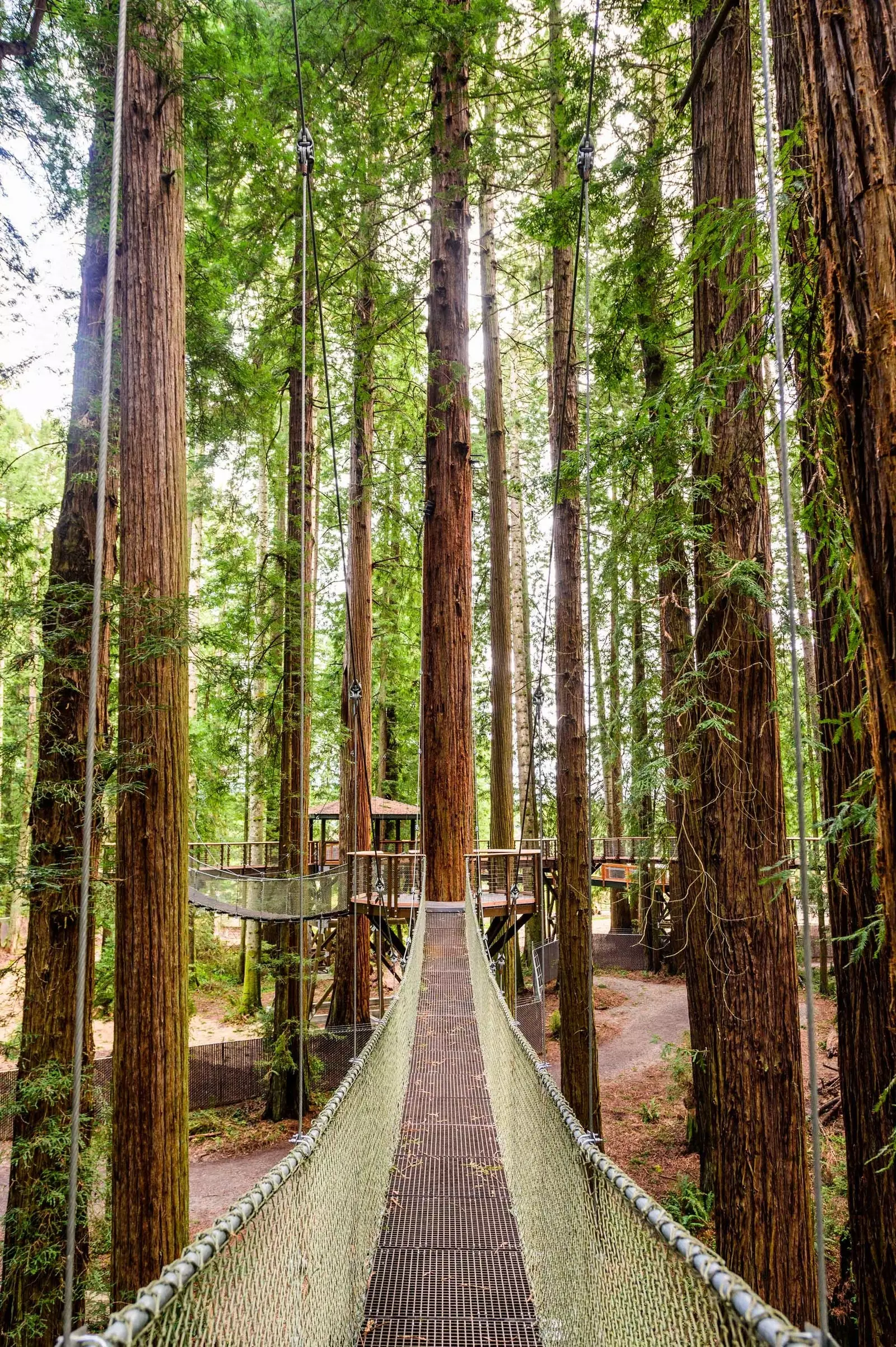 Redwood Sky Walk este alcătuit din poduri și platforme înalte