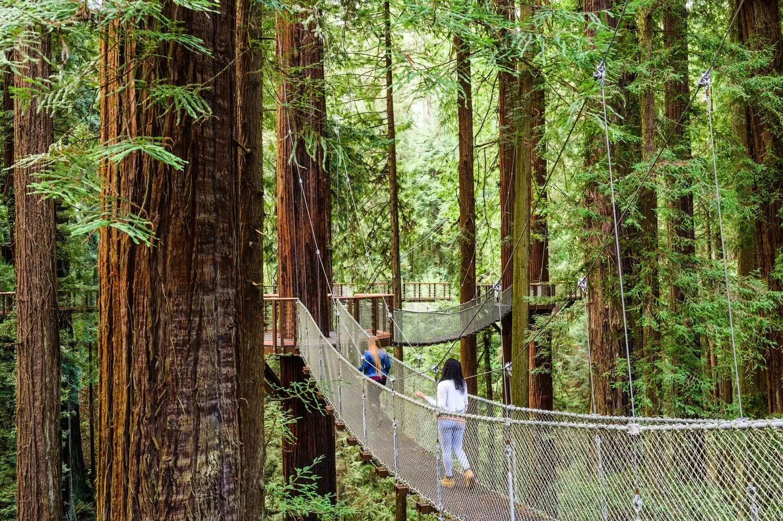 Redwood Sky Walk ევრიკას ახალი ატრაქციონი კალიფორნიაში