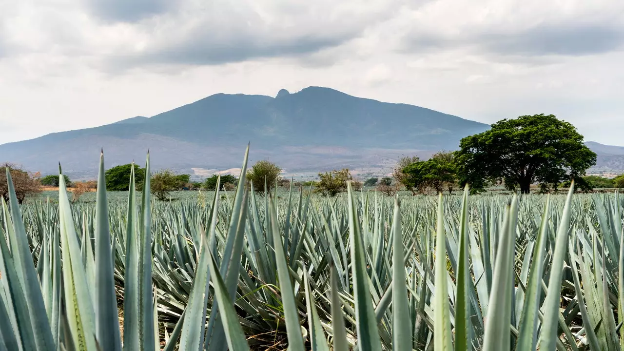 Tequila vulkan, gdje se rađa meksička magija (i piće).