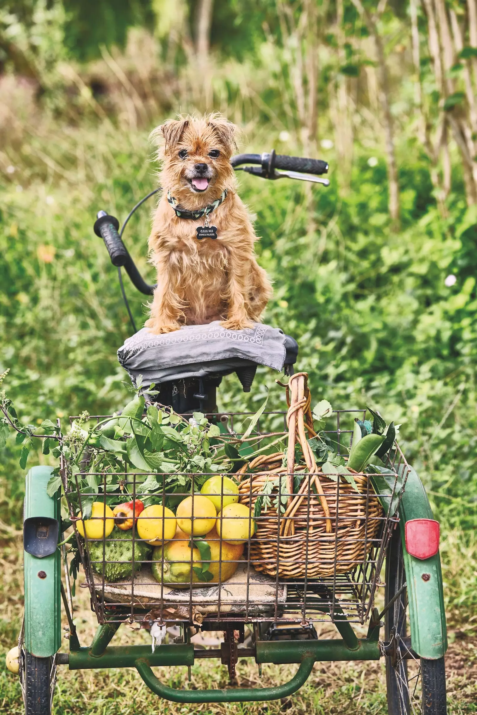 Finca Pajuil's mascot on the delivery bike.