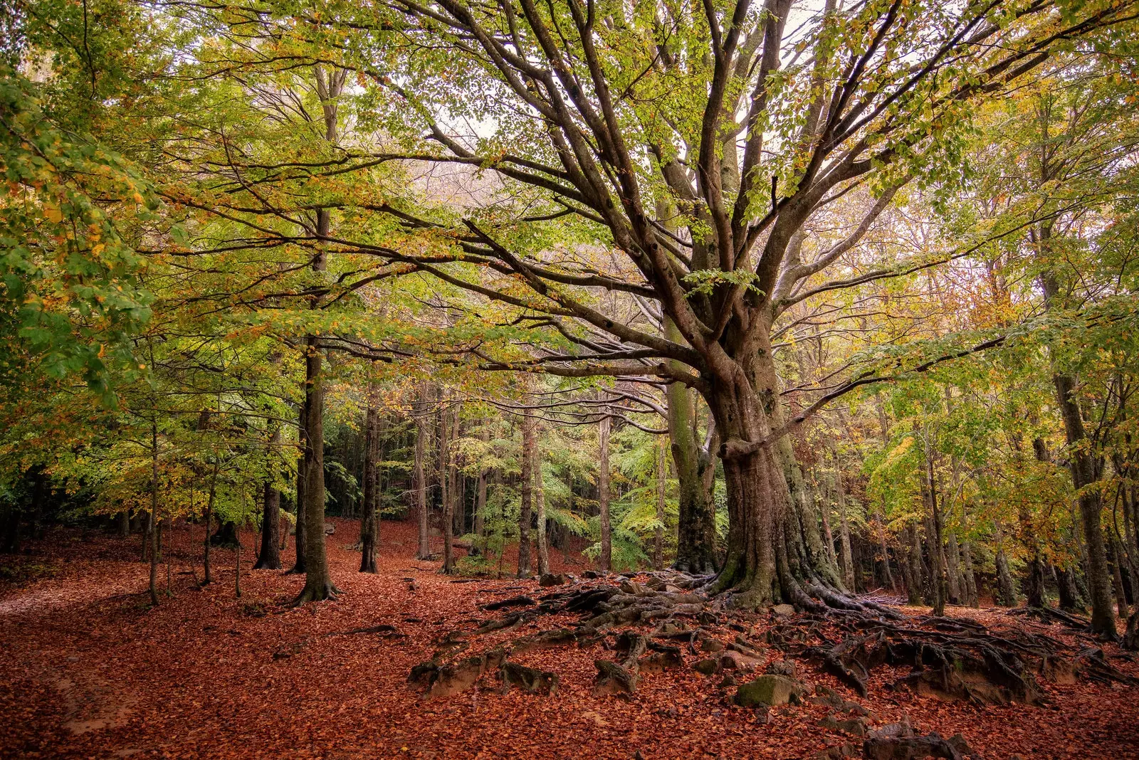 Foresti tal-fagu ta 'Santa Fe fil-Montseny ta' Barċellona