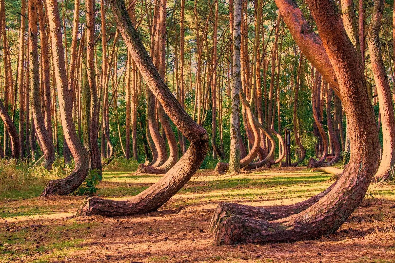 hutan bengkok