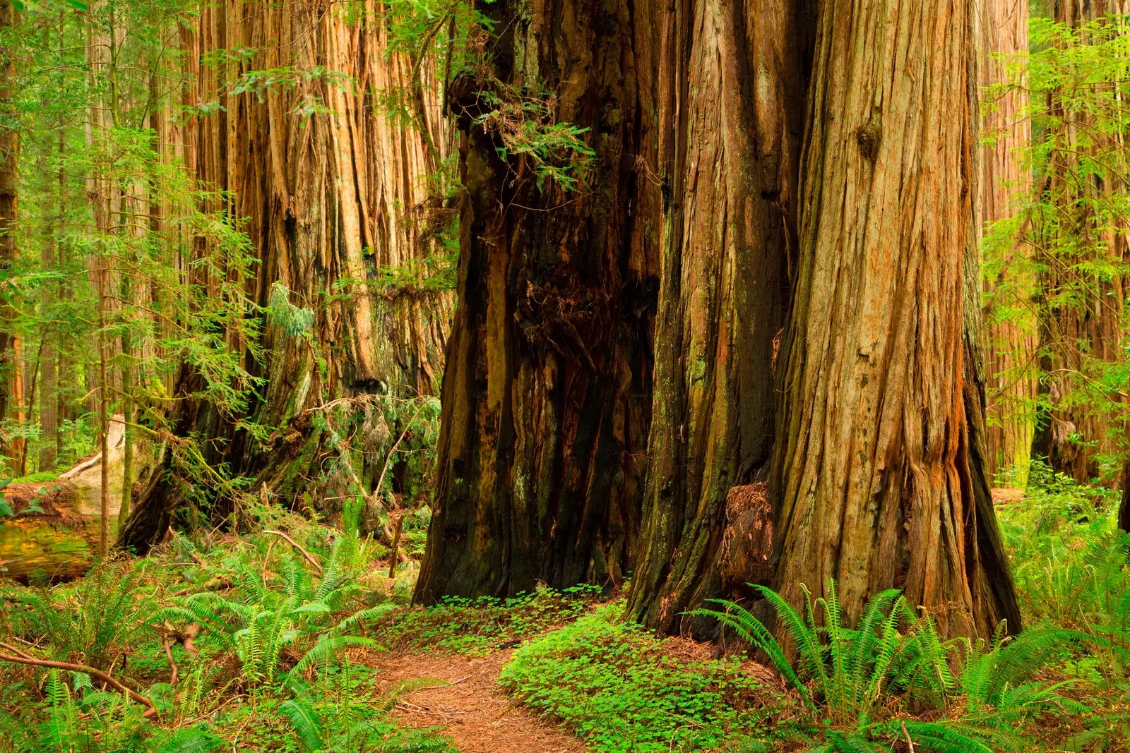 Jedediah Smith State Park