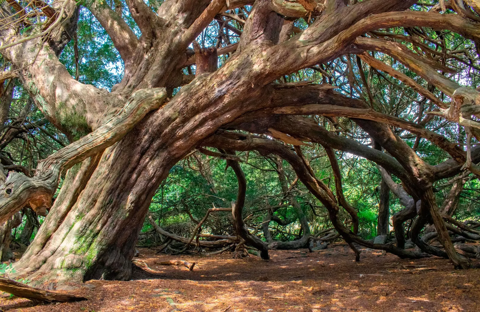 Kingley Vale National Nature Reserve