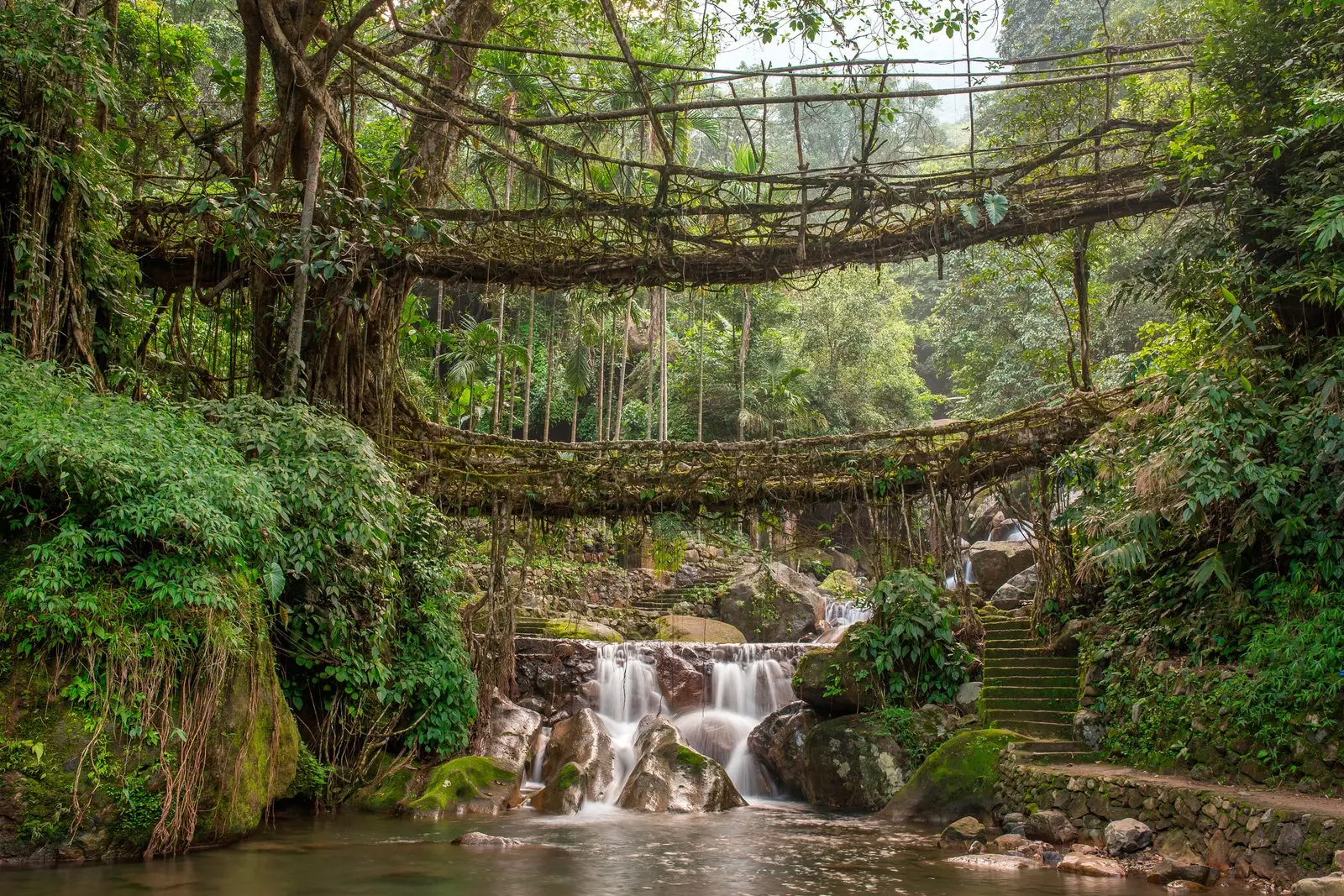 Ponte de raiz viva perto de Nongriat