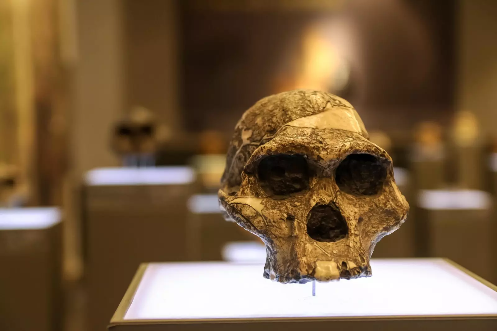 Atapuerca tkellem u ssoċjalizza