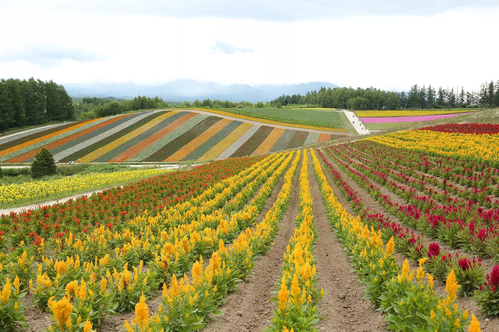 hokkaido