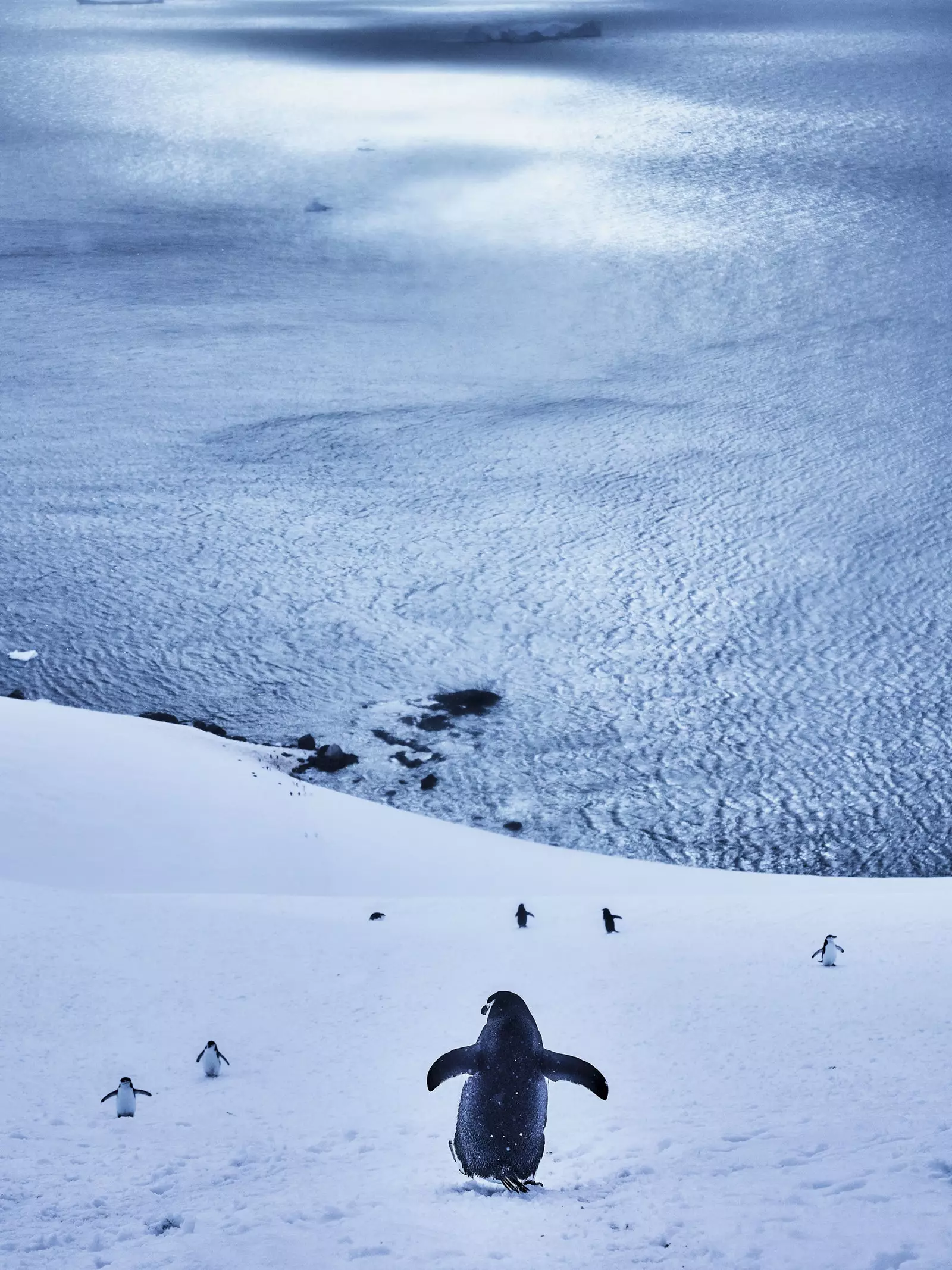 Manchots à jugulaire en Antarctique