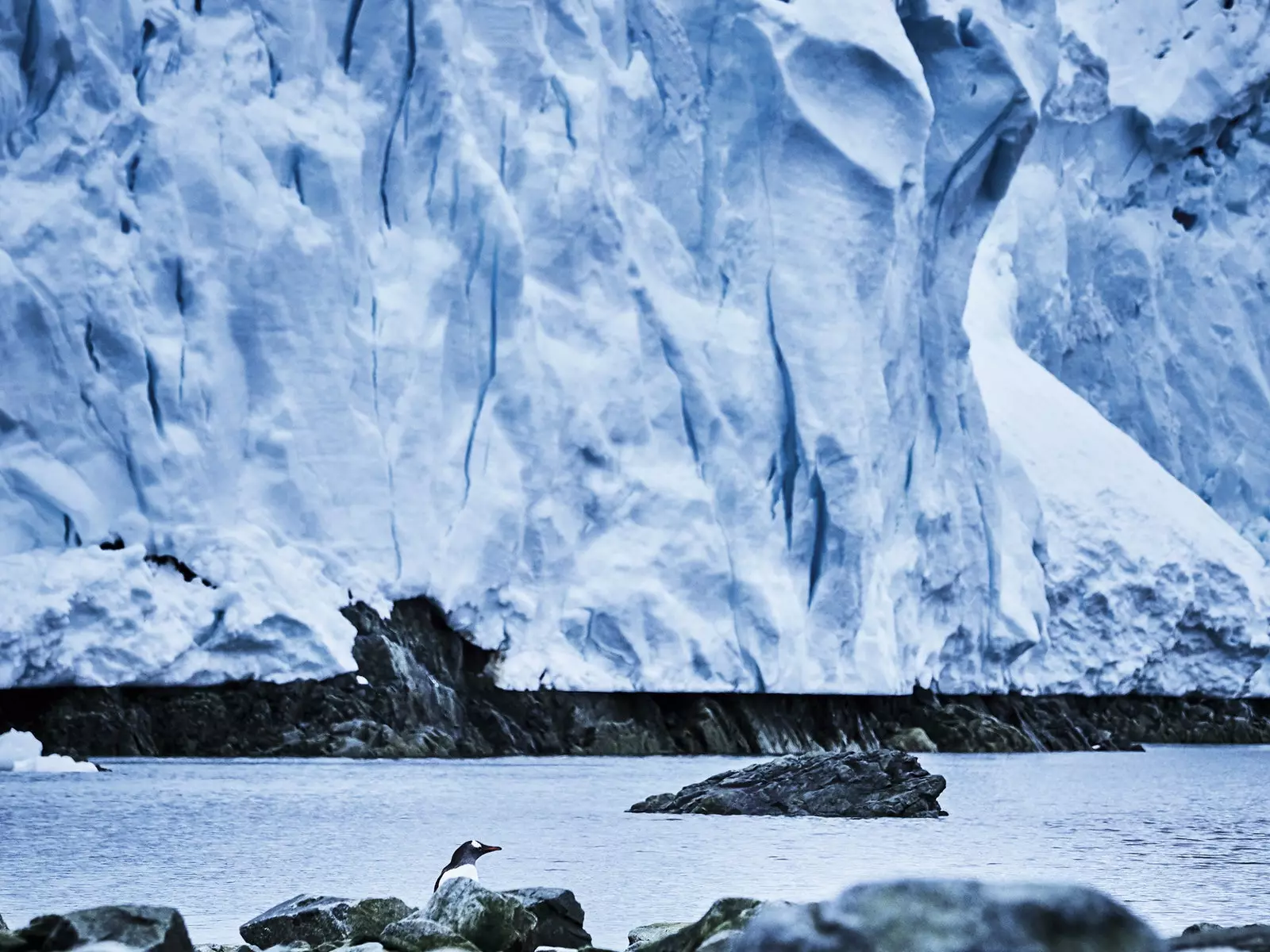 Pinguïn op Antarctica