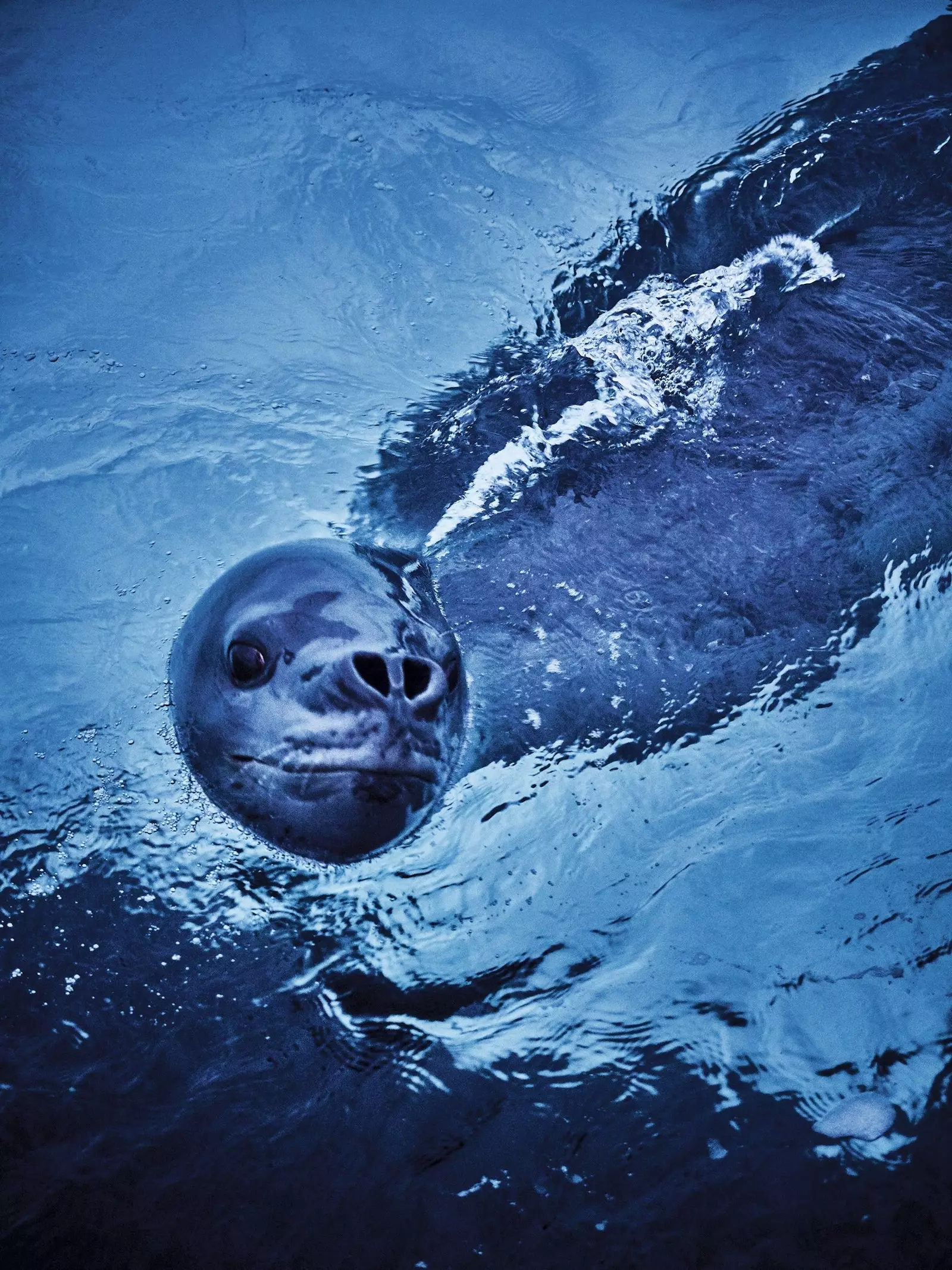 Foca leopard în Antarctica