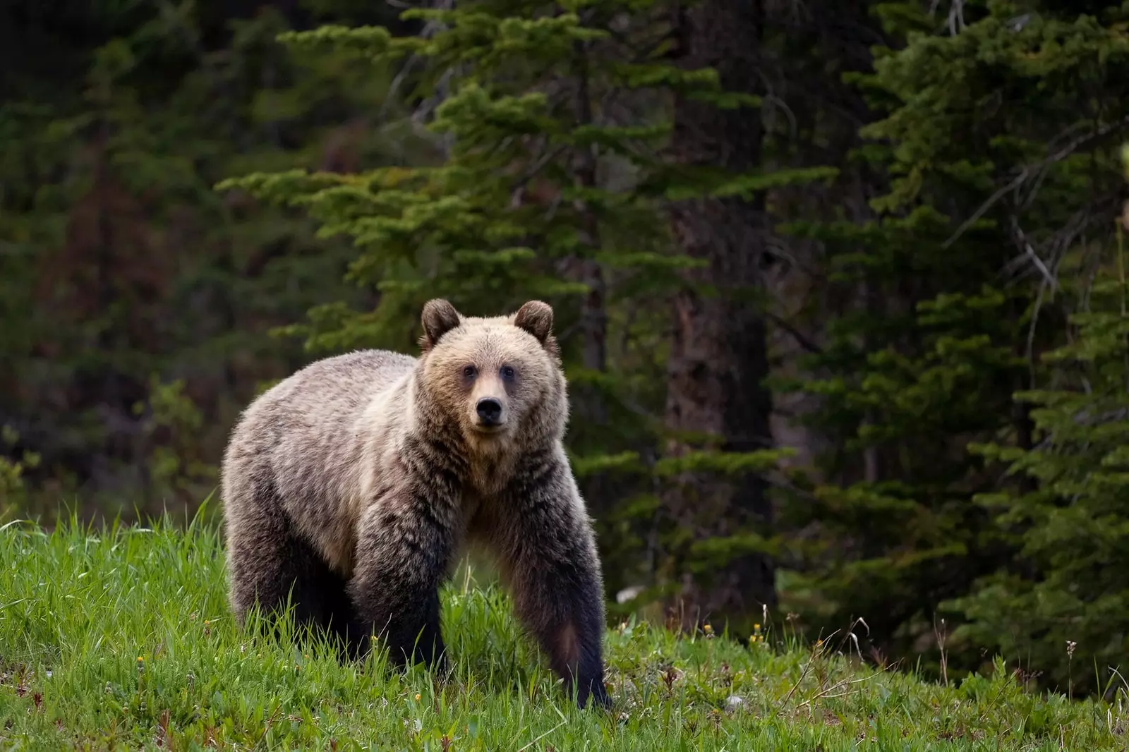 Ours brun dans les Rocheuses canadiennes.