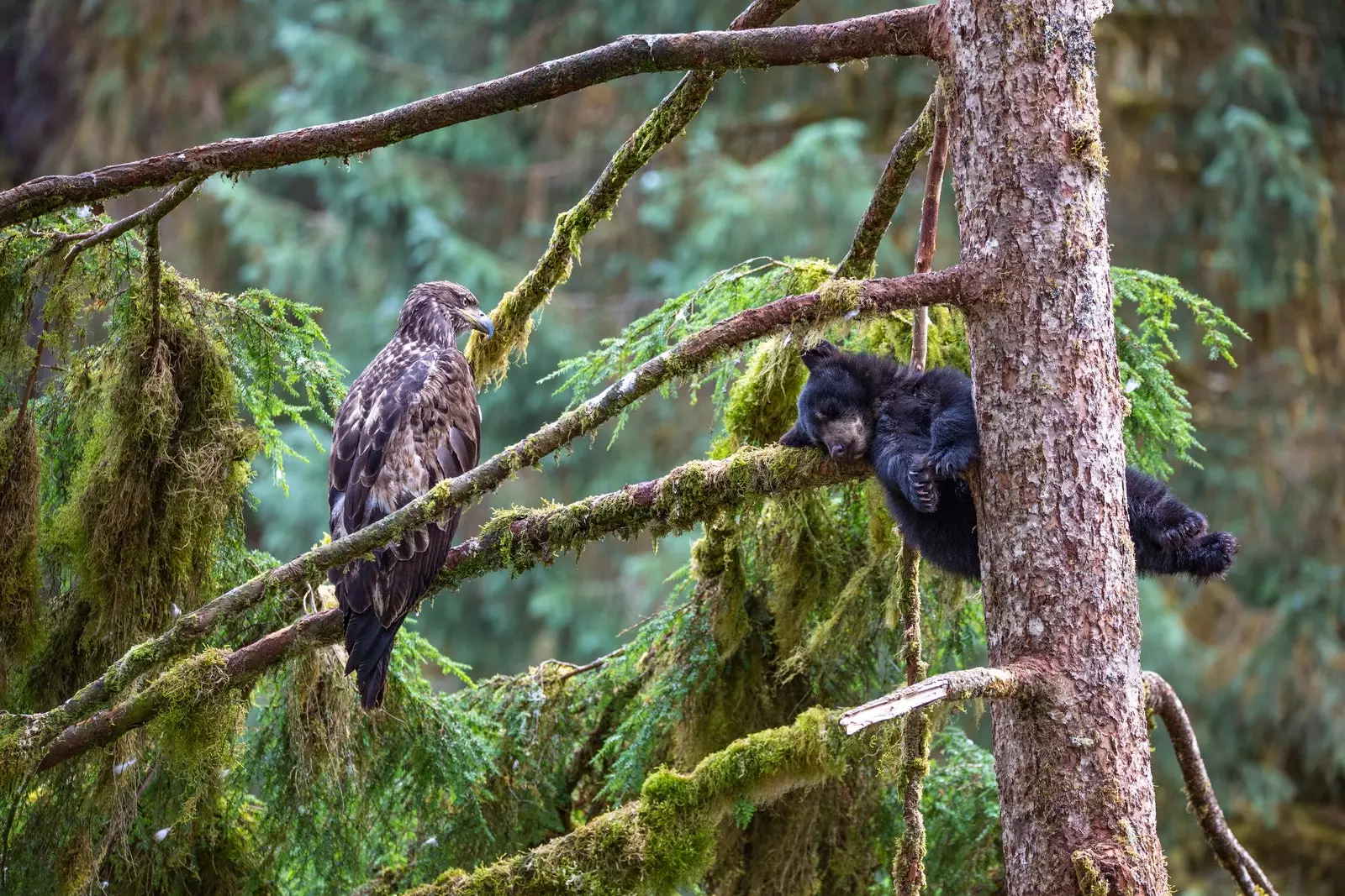 The Eagle and the Bear