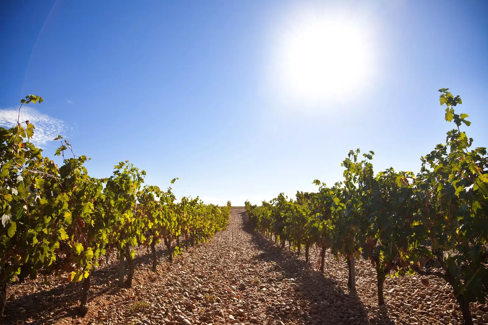 Με αυτοκίνητο μέσω της Ribera del Duero, μια διαδρομή μεταξύ αμπελώνων από το Valladolid στην Aranda