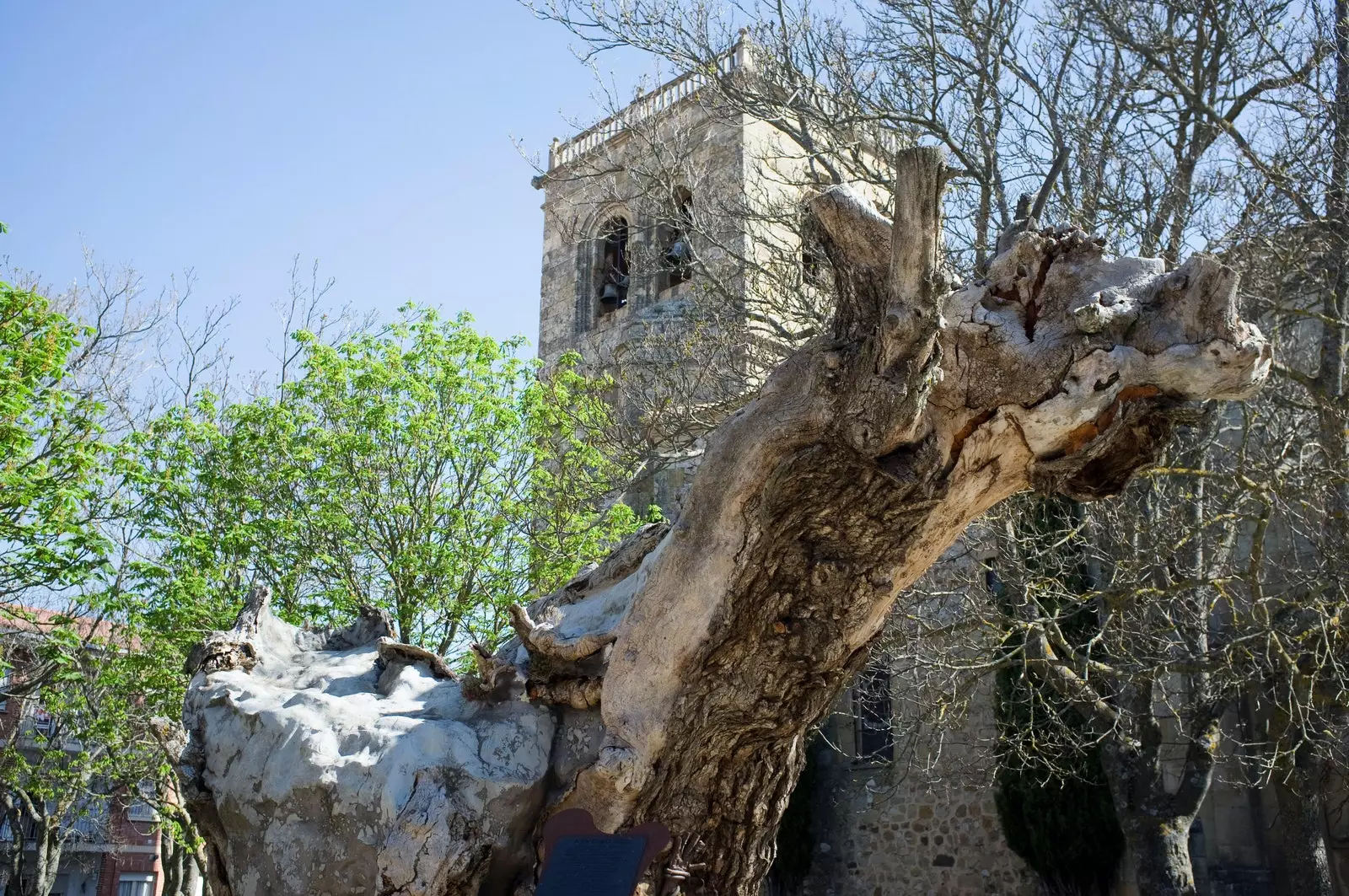 Παλιά φτελιά στη Σόρια.