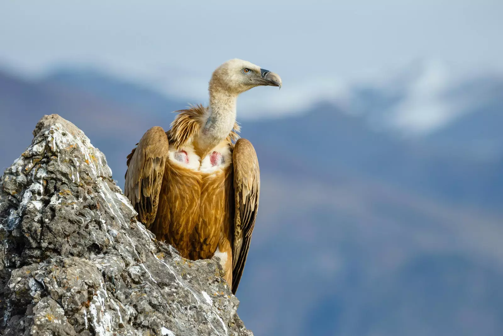 griffon vulture