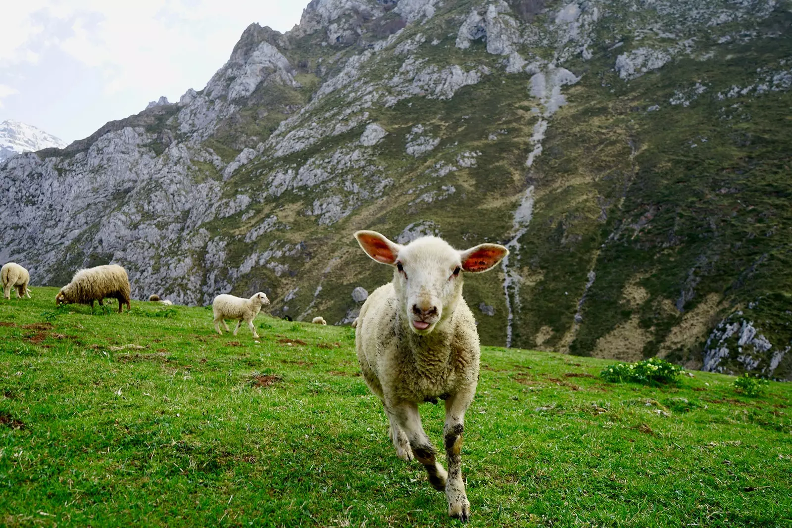 The sheep reign next to the winter cabins of Sotres