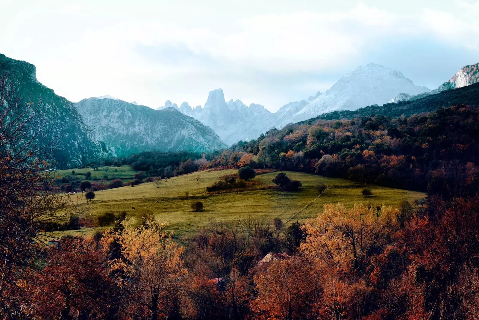 Portocalul Bulnes.