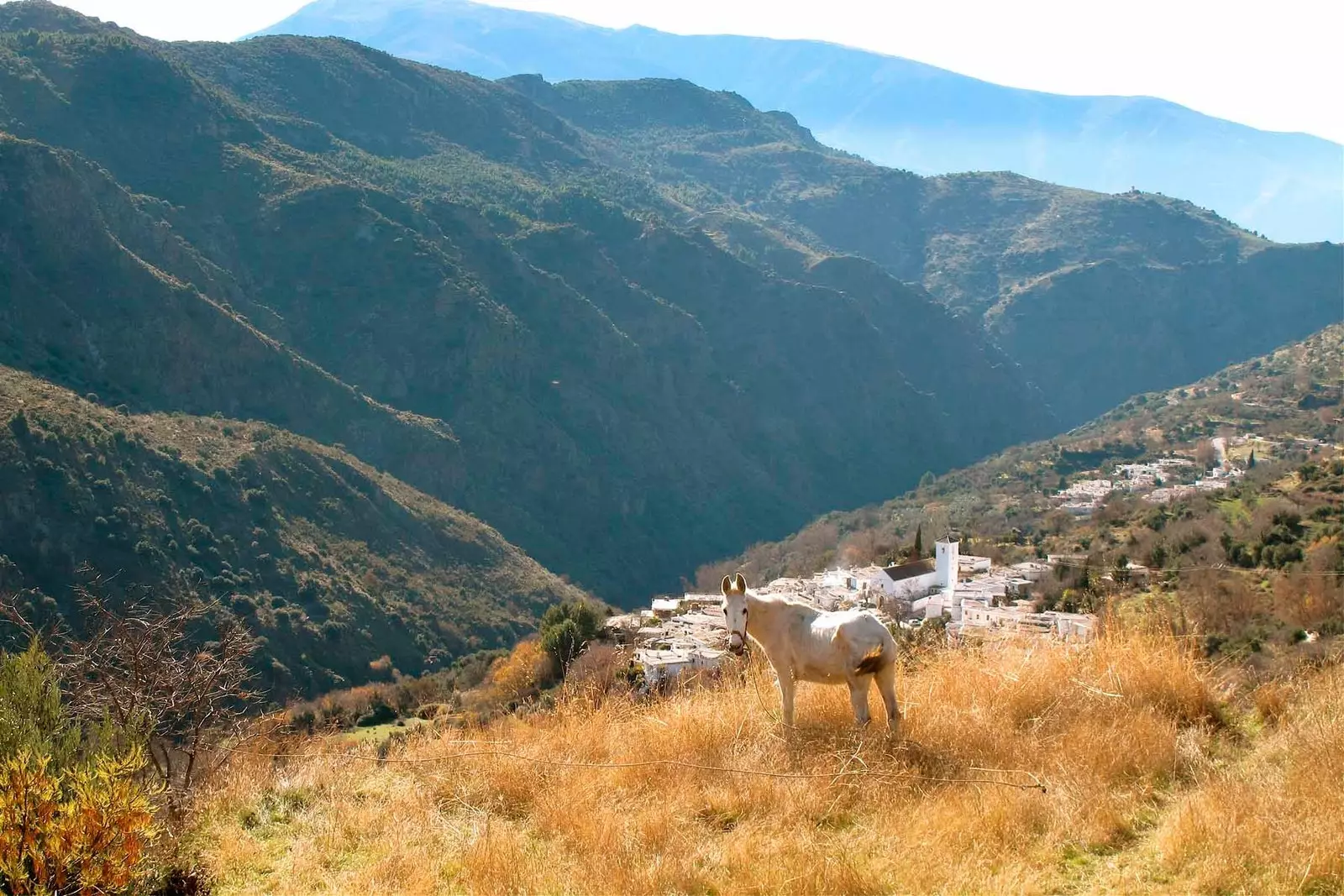 cheval dans l'alpujarra près d'atalbeitar à la maison aloès