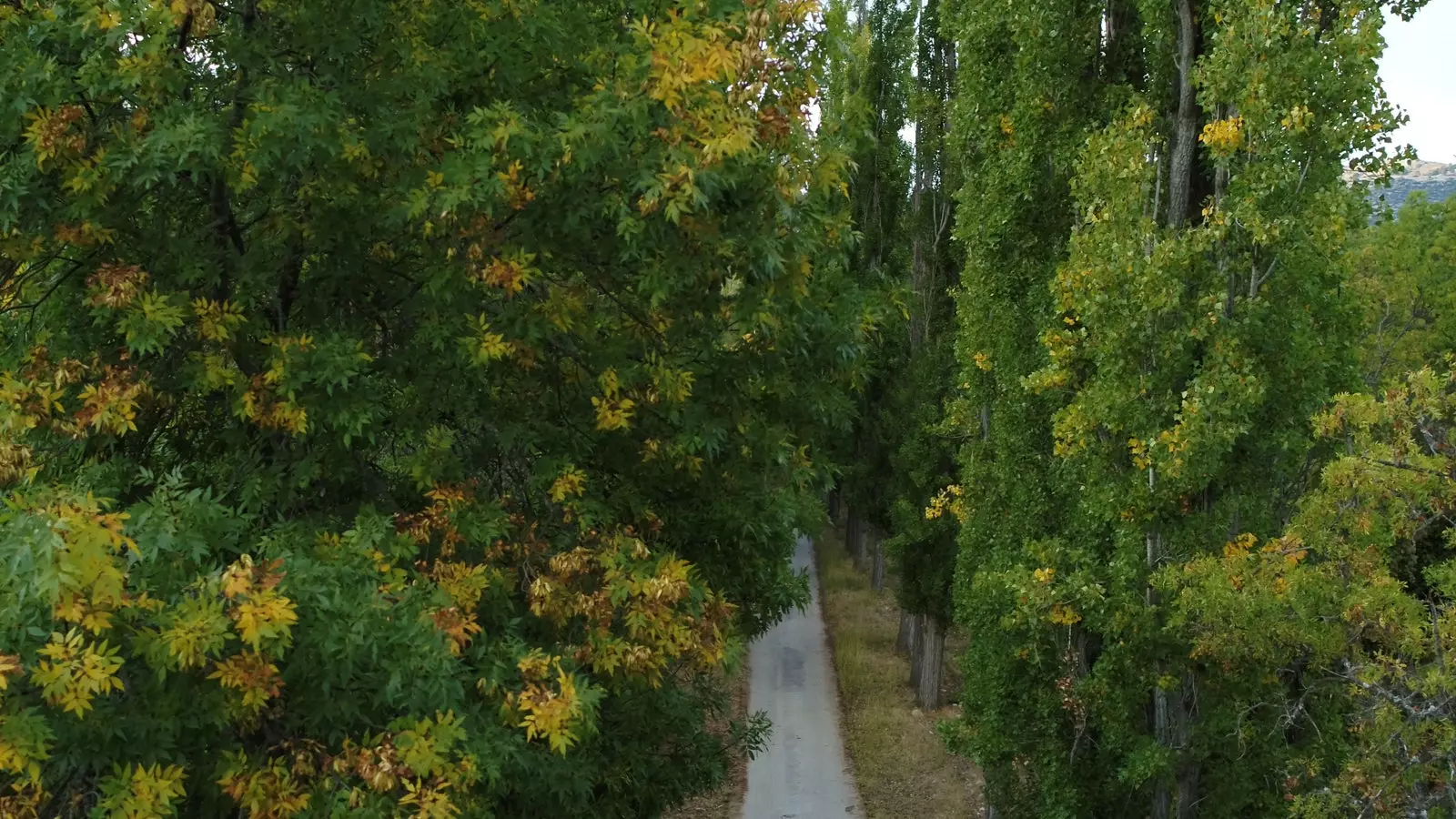 The sequoias of La Sagra in Granada