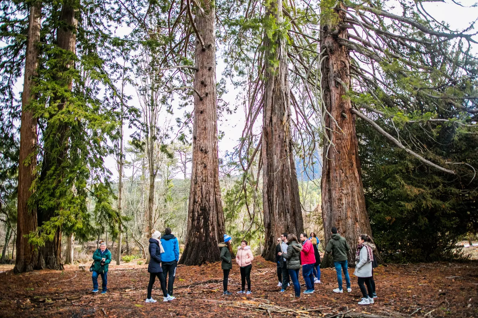 A private visit to the Huscar Redwoods