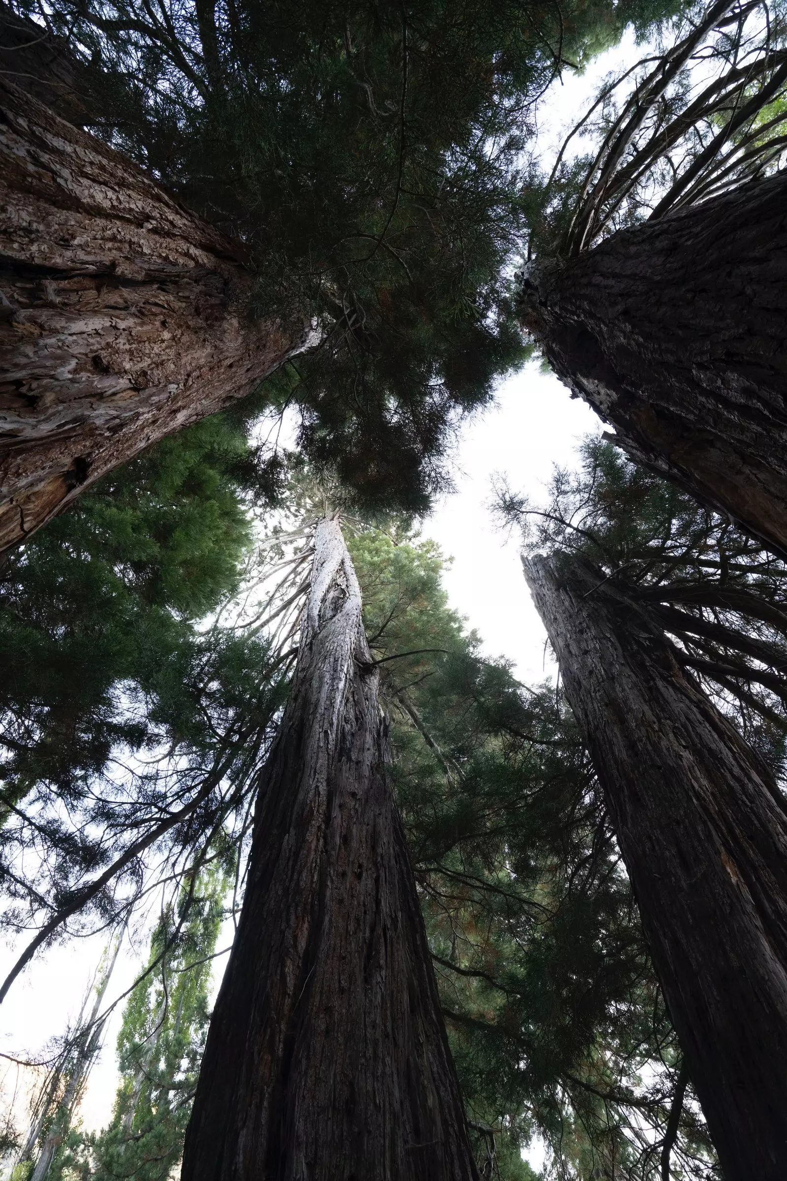 Sekelompok sequoia yang telah tumbuh selama 150 tahun di Granada