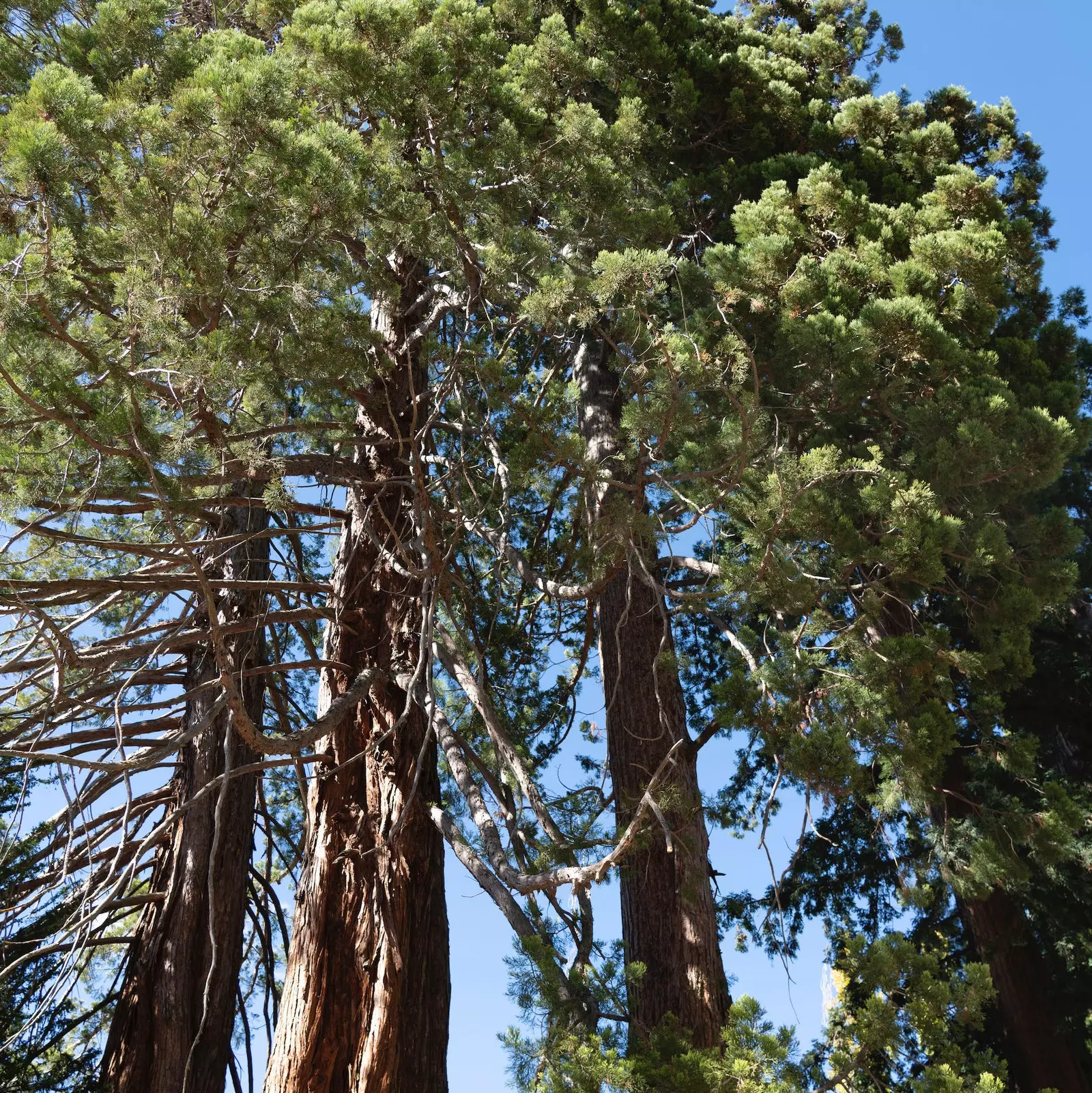 Sequoia som växer i naturen några hundra meter från gården La Losa