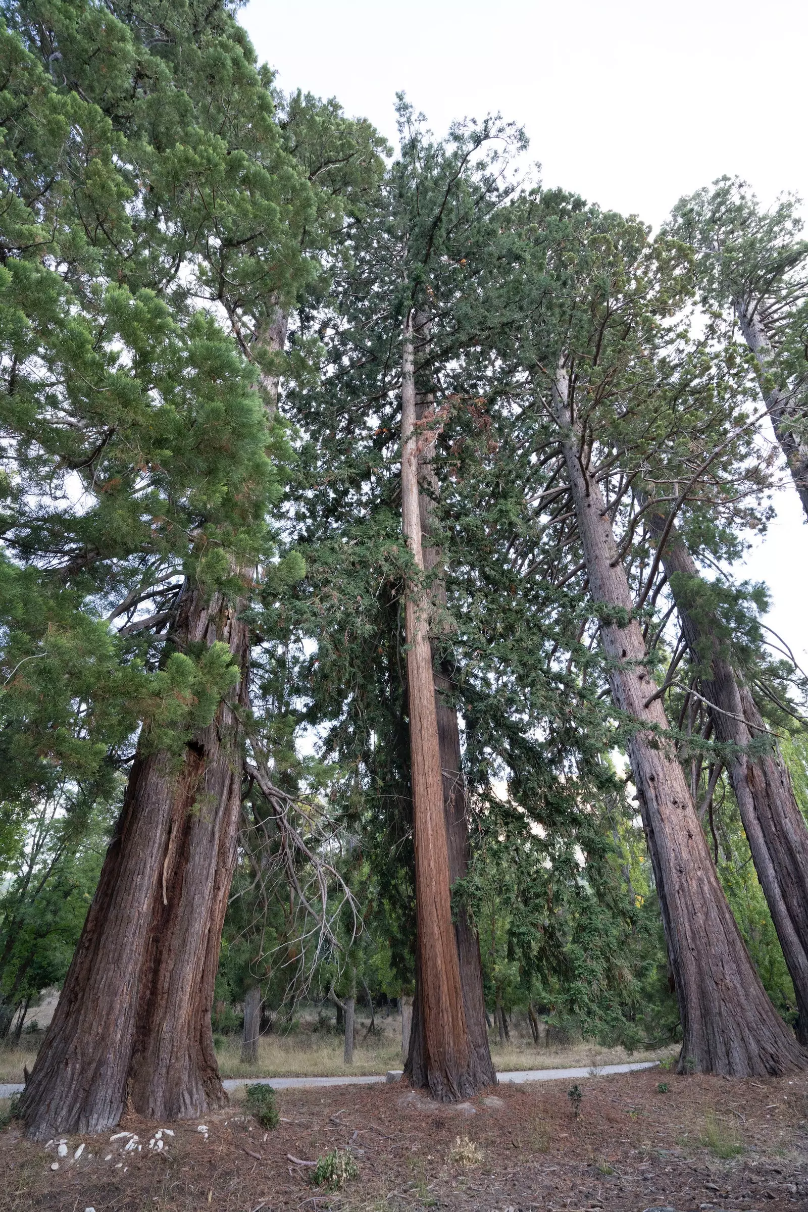 The Huscar sequoias in Granada