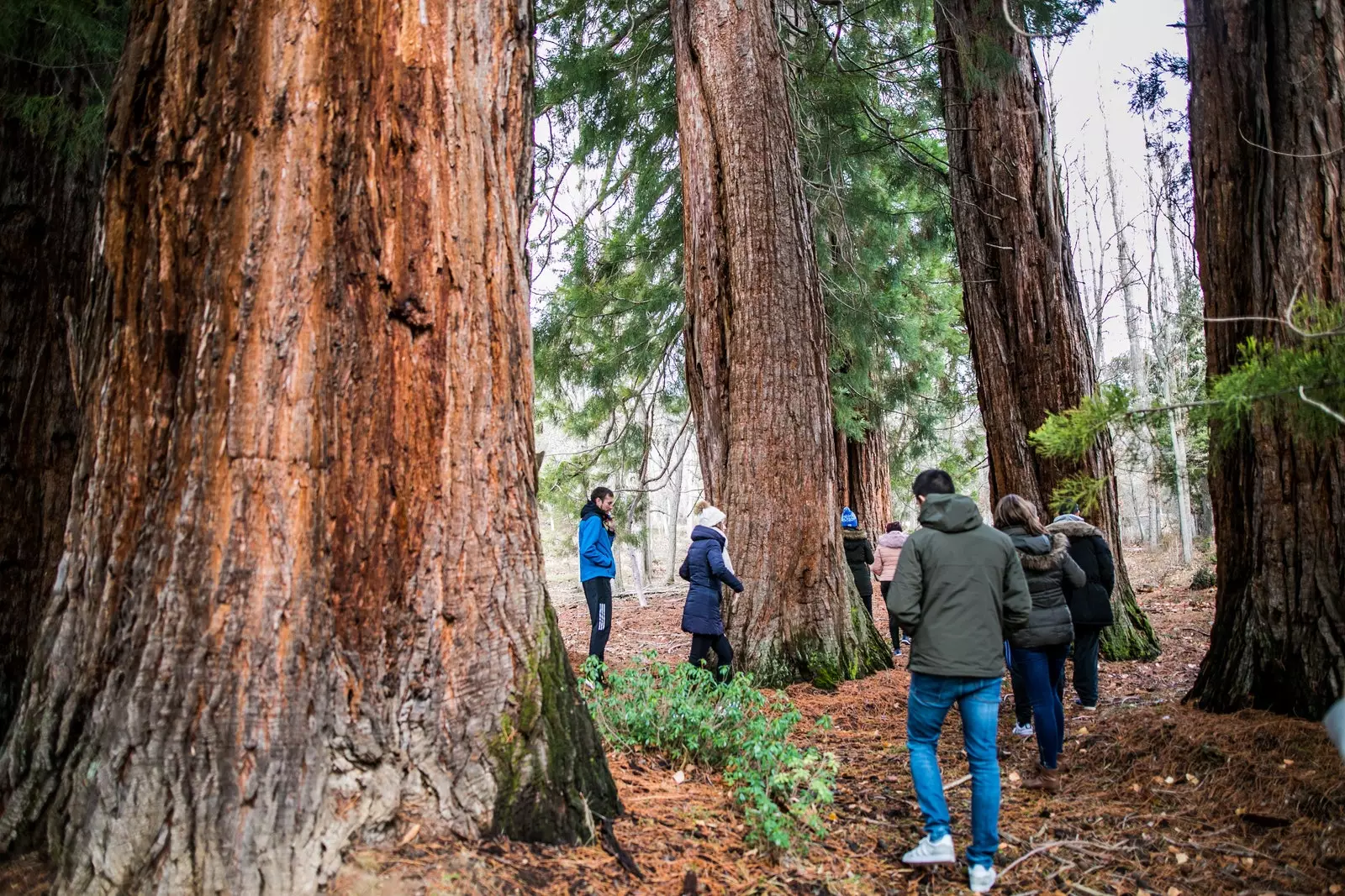 Гранада дахь Huscar sequoias