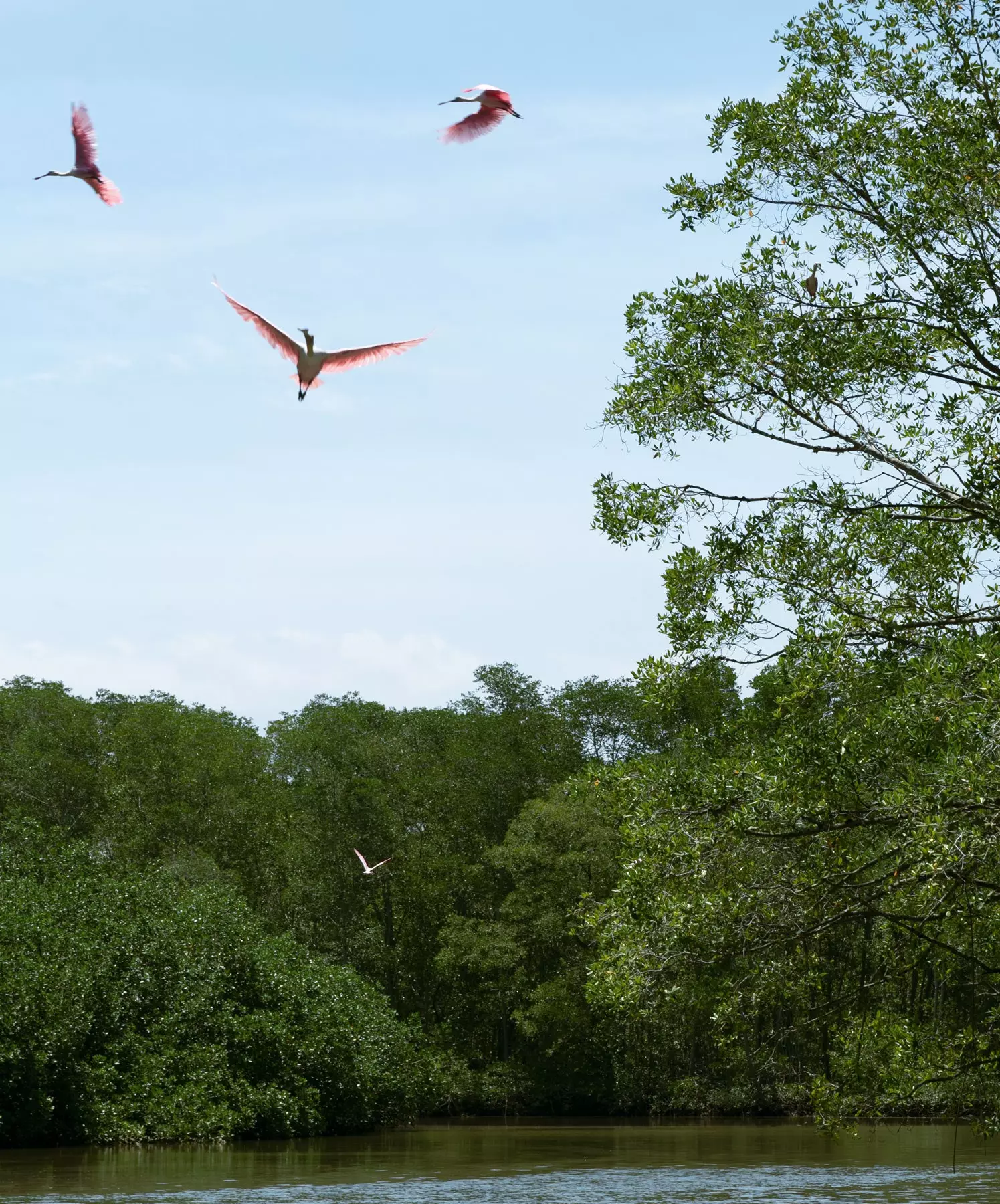 mangroves